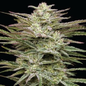 Jelly Donut Auto > Humboldt Seed Company
